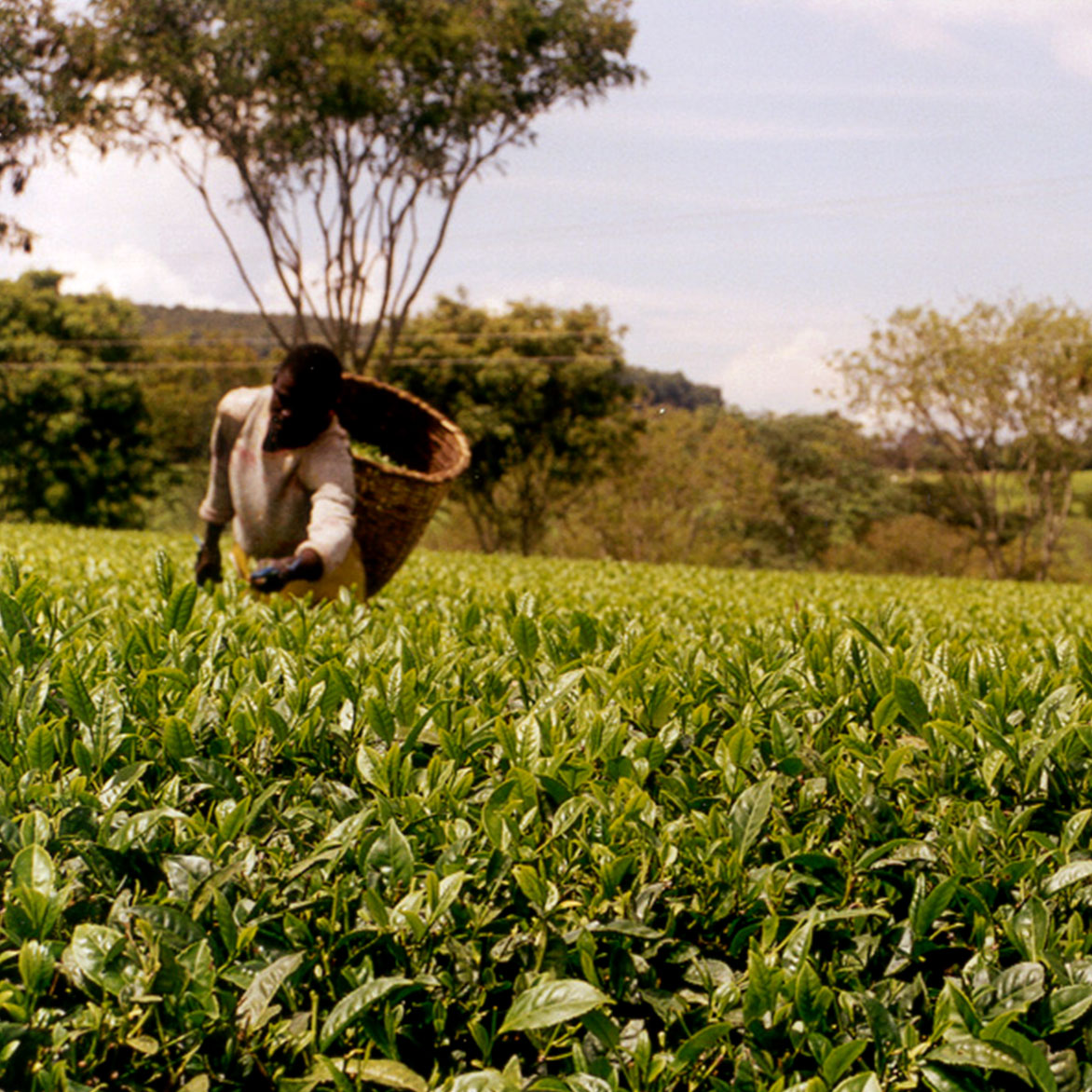 Tea sourcing