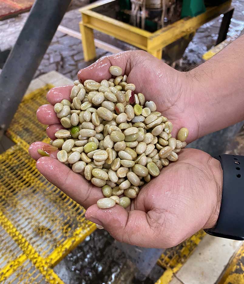 Origin trip honduras green coffee beans