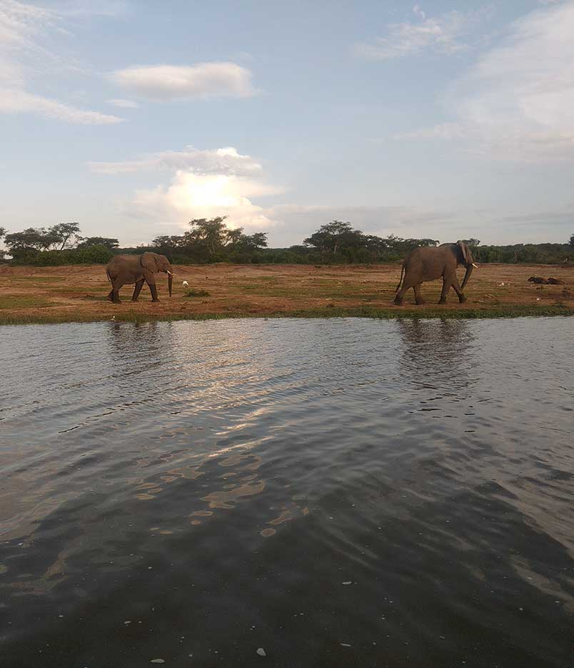Origin trip elephants