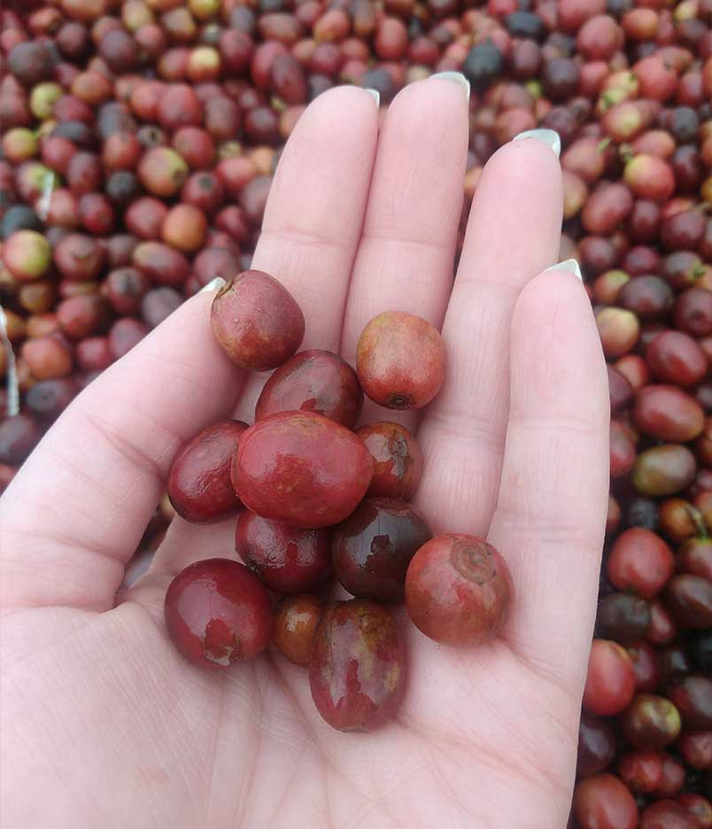 Origin trip red cherries