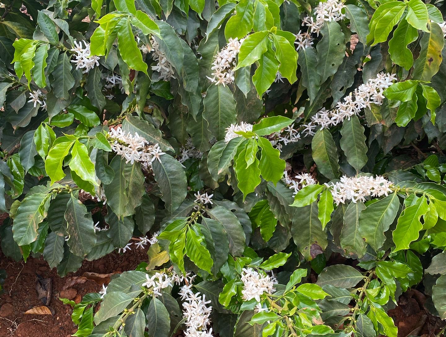 Flowering in Brazil